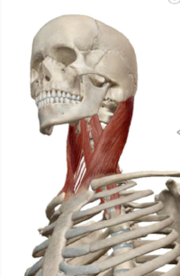 Sternocleidomastoid muscle connecting the bottom of the skull to the sternum and clavicle.