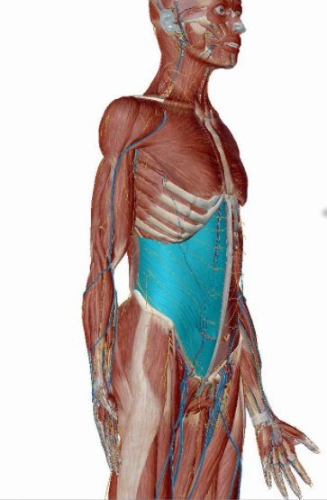 Transversus Abdominus (TVA) highlighted on right side