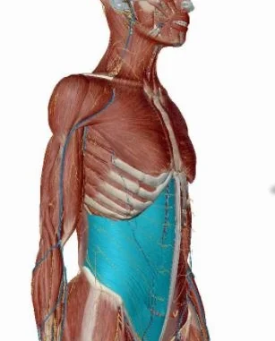 The "Neck Abdominals" Part 1