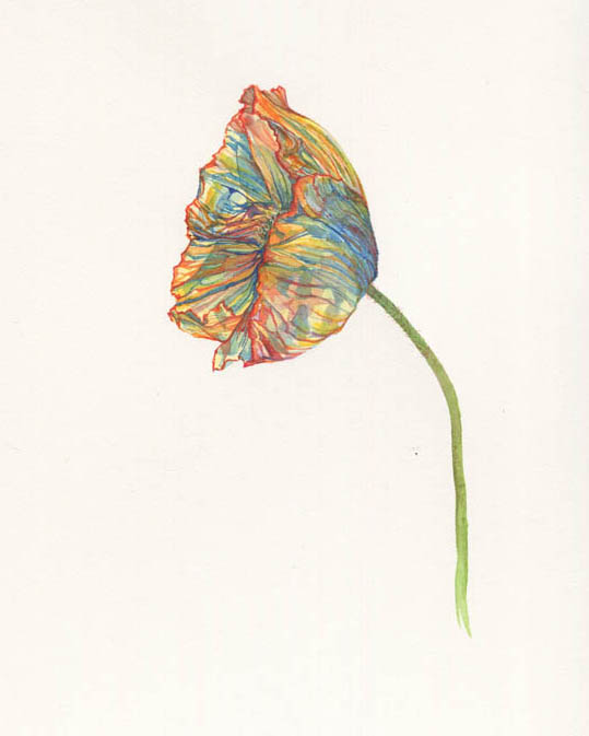 Poppy, 2015.