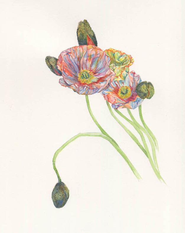 Poppy, 2015. SOLD.
