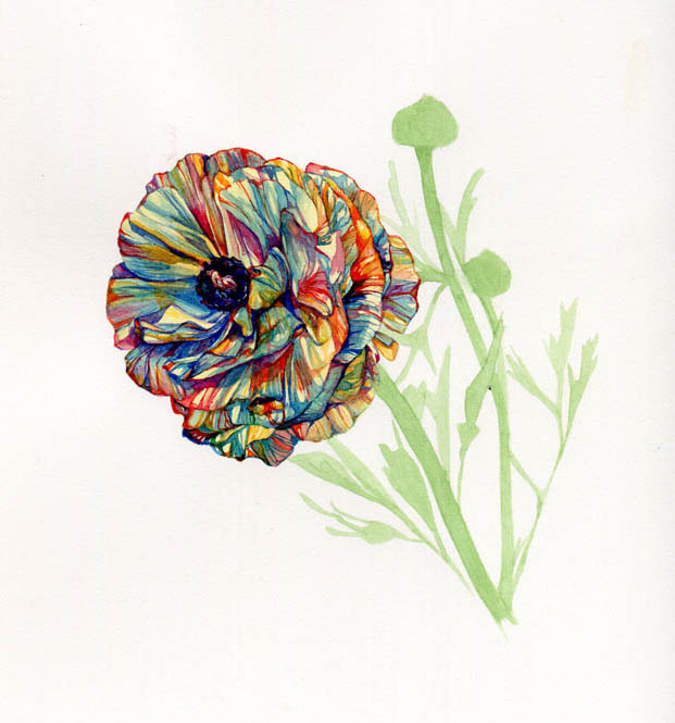 Rununculus, 2015. SOLD.