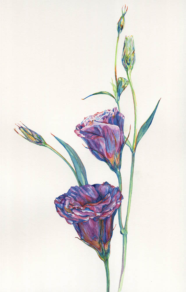 Two lisianthus, 2015.
