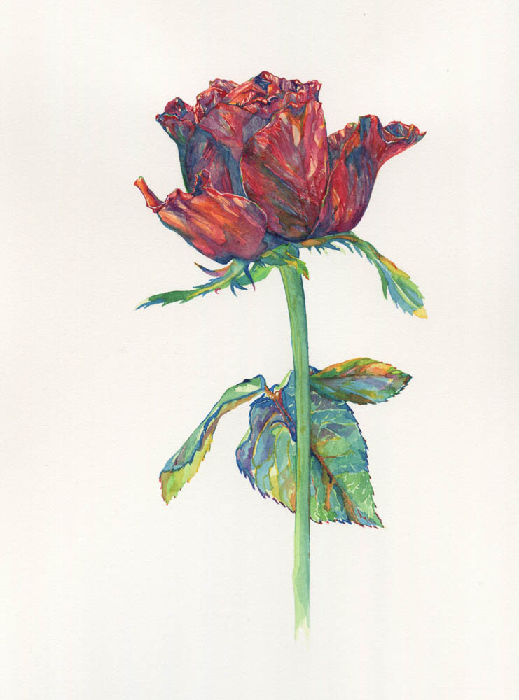 Rose, 2016.