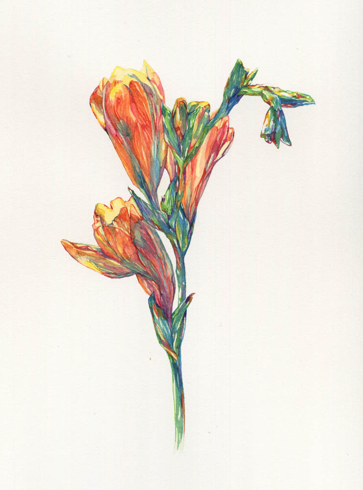 Freesia, 2016. SOLD