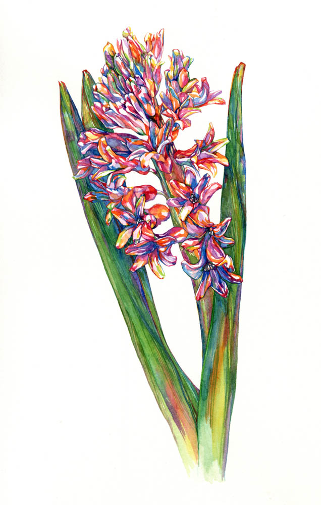 Hyacinth, 2016. SOLD