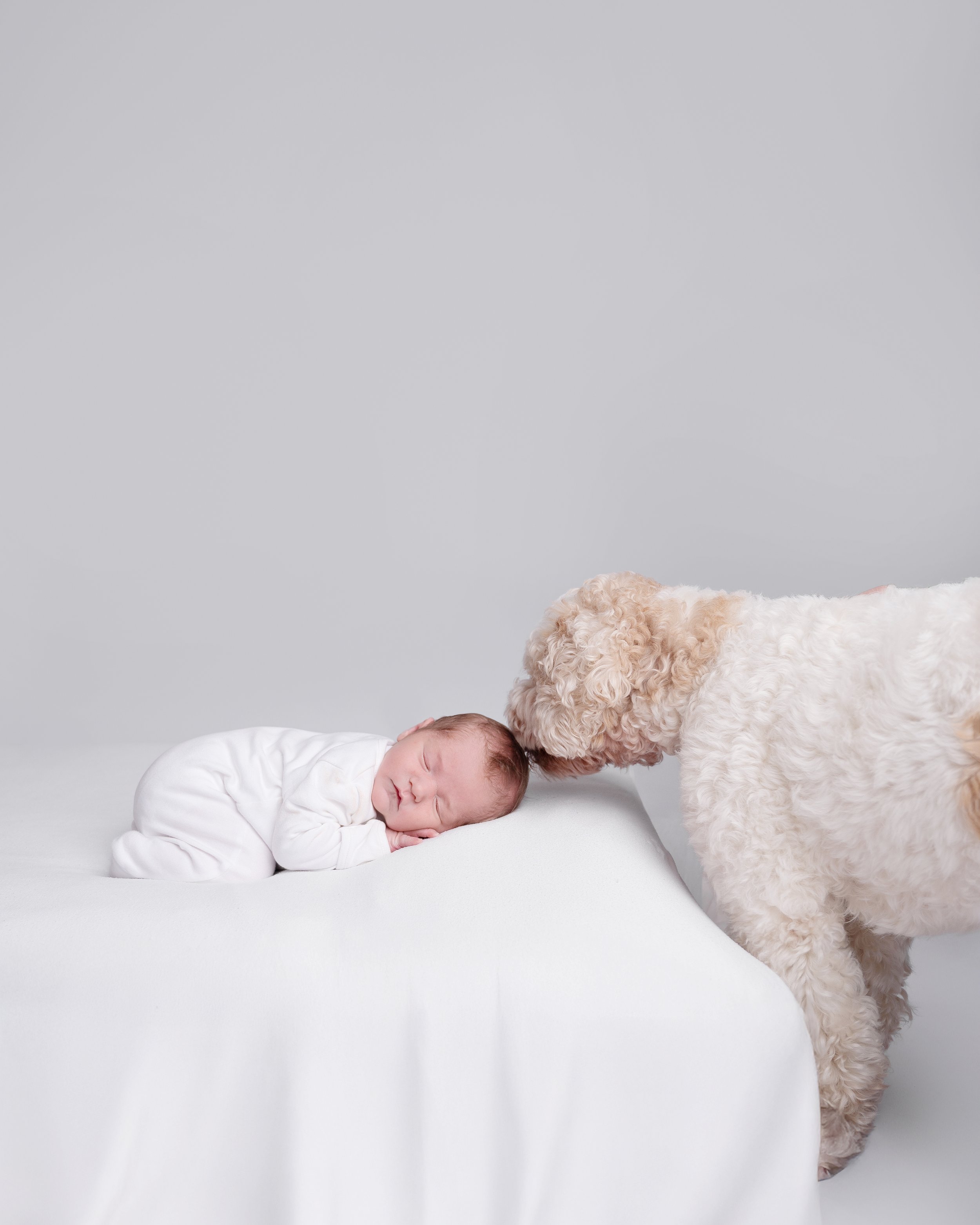 newborn-and-dog-photographer-hillingdon.jpg