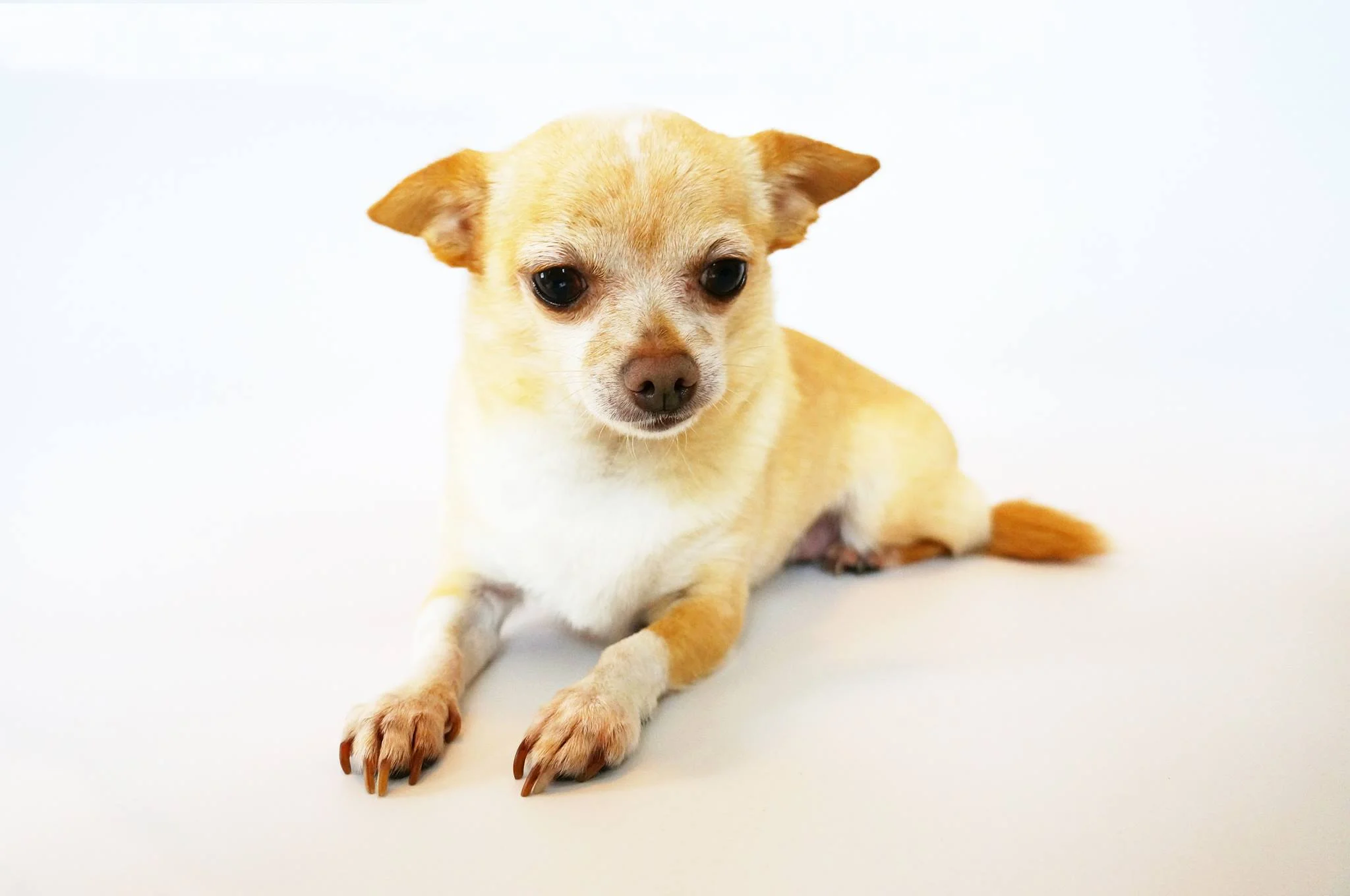 My Favorite Off-Leash Dog Parks in Everett