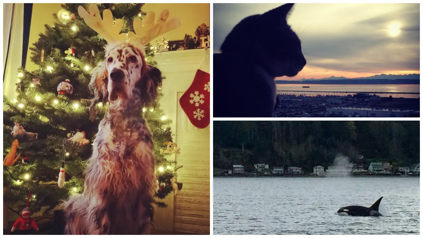 Hashtag EverettWA: The Best Animal Pictures, from Instagram