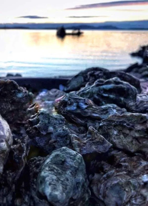 Oysters on the bay // Kate Bobal