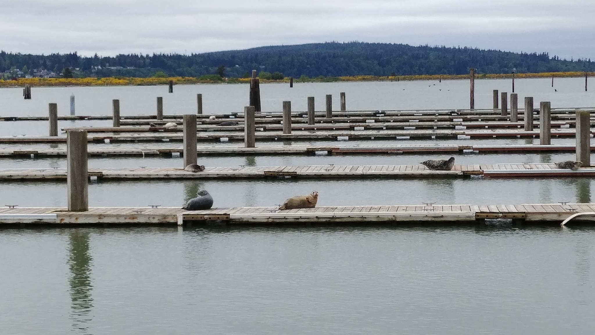   Seals taking up space at the boat launch seen from Marina Park // Christopher Bragg  