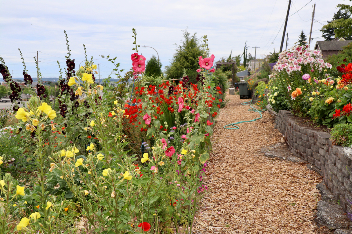  The Bayside Pea Patch // Garret Hunt 