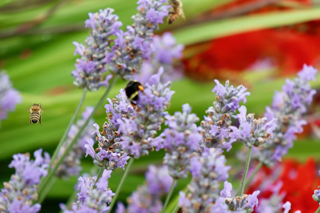 Pea Patches are the place to “bee” // Garret Hunt