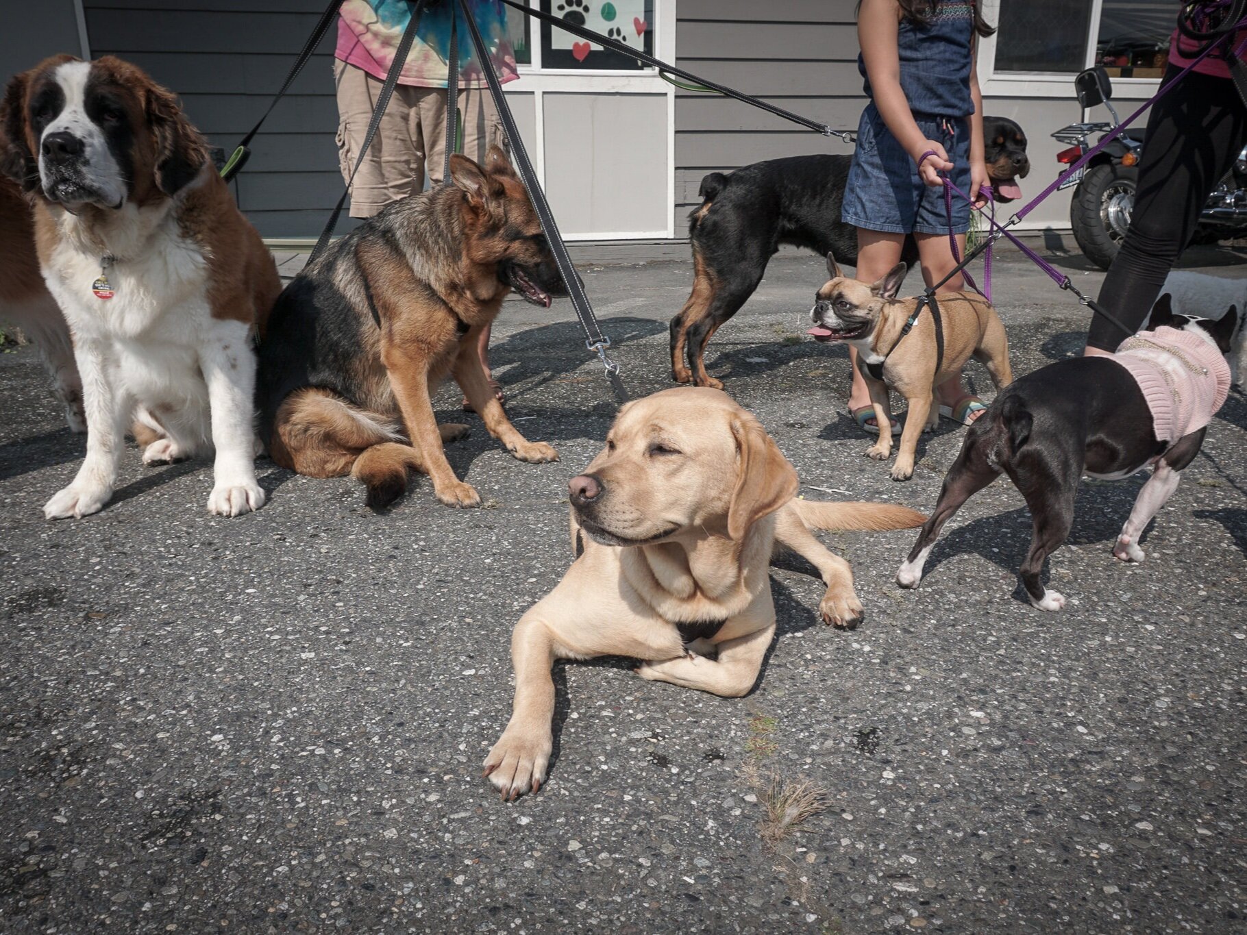 Getting ready to head out on a walk // Richard Porter
