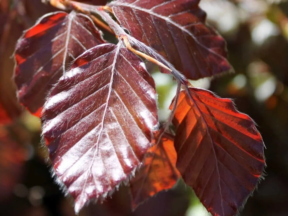 Trees Are the Champions, My Friends&nbsp;