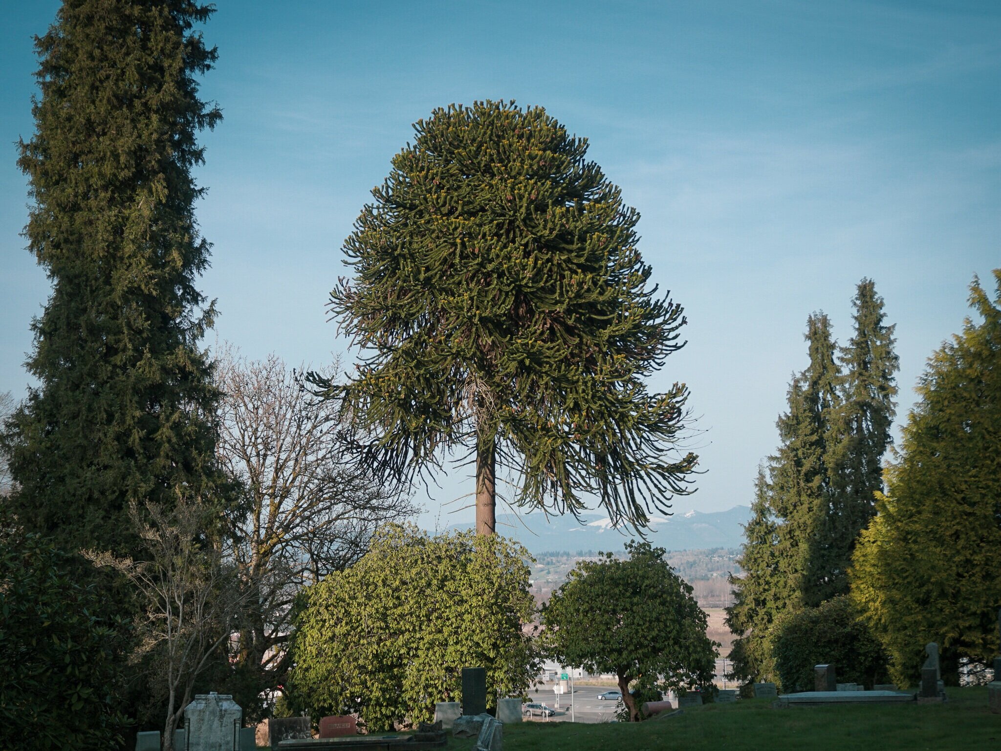 Meet the Trees: The Weeping Willow  January 17, 2018 - Friends of the  Public Garden