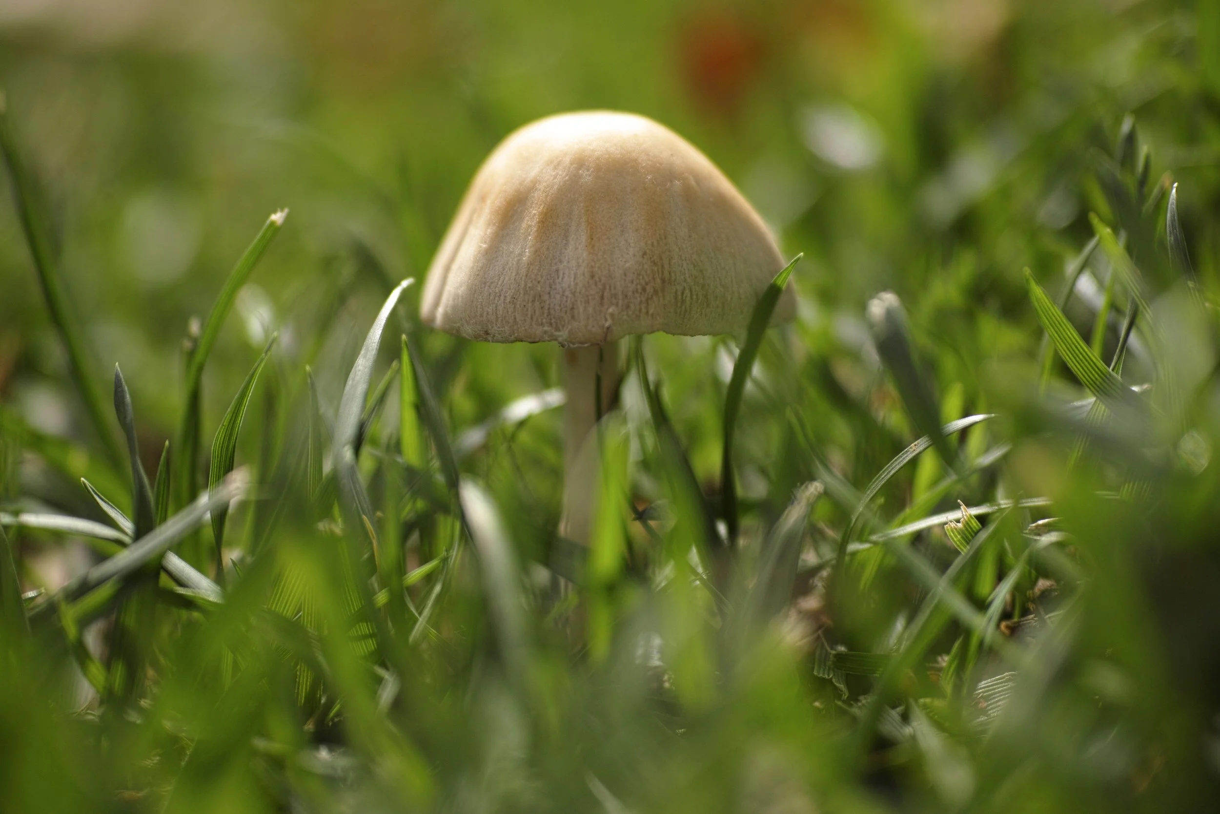 Mushroom Yoga