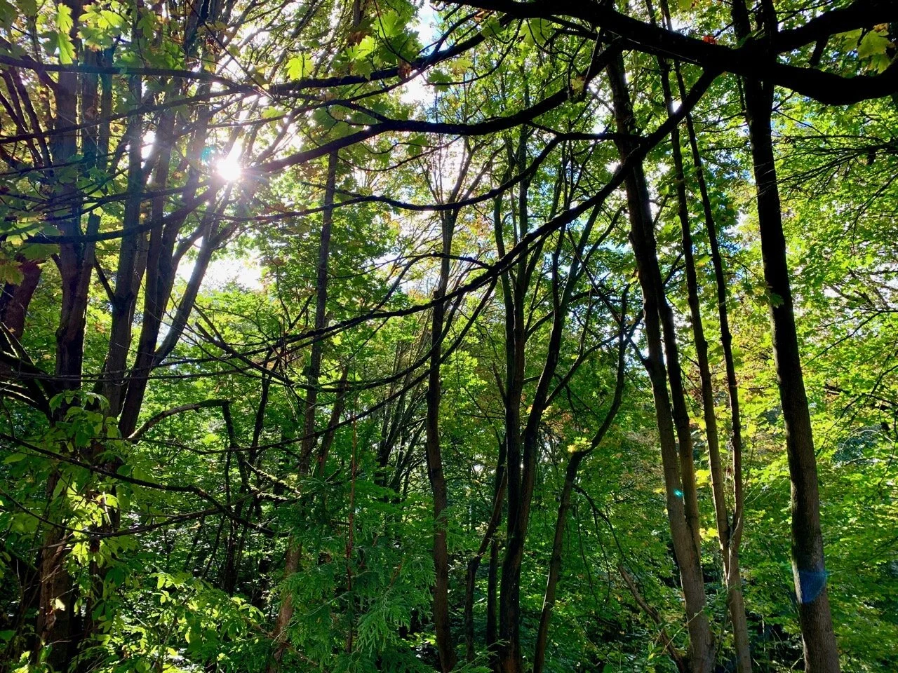 Growing An Urban Forest: A New City Project