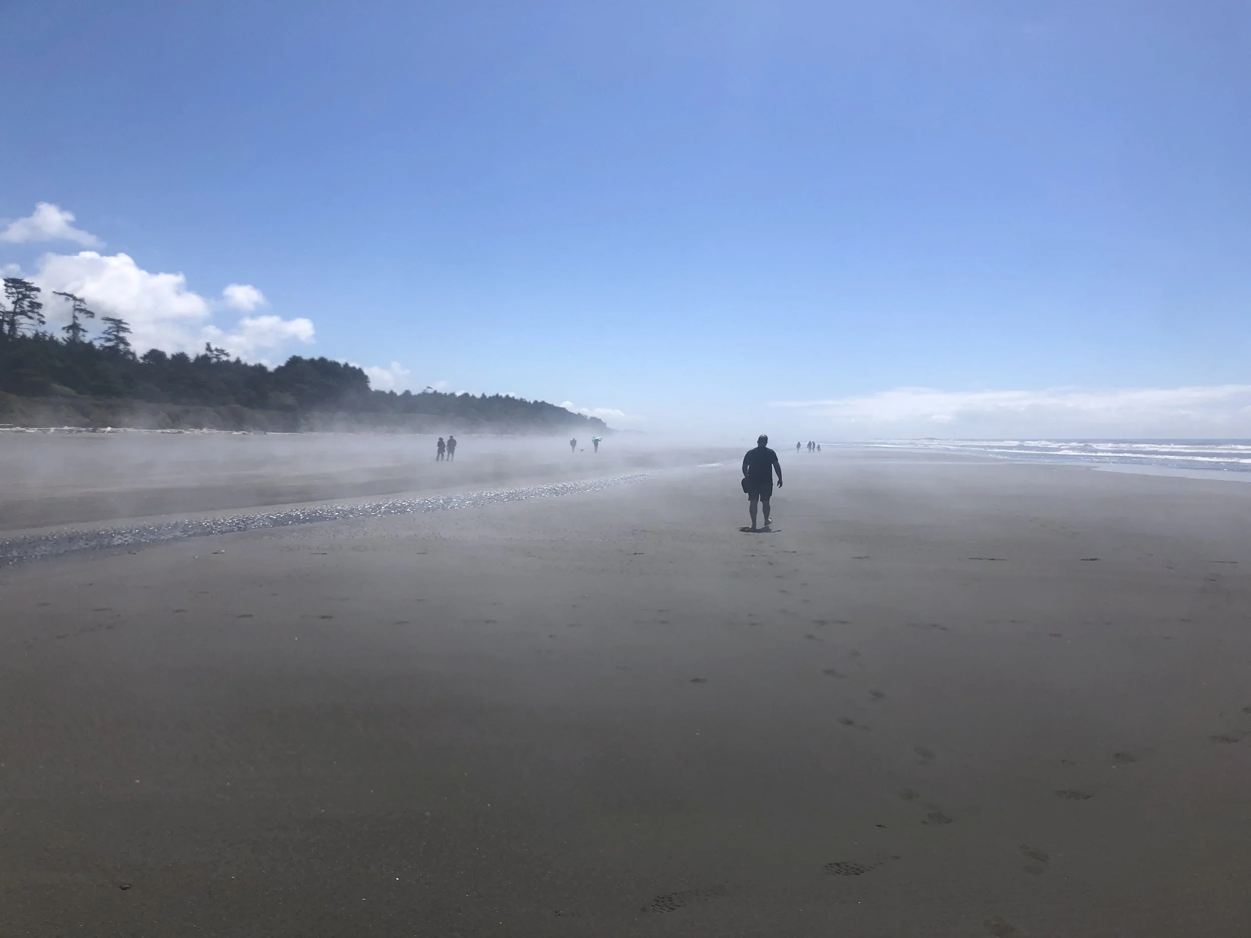 Worth the Hike : Kalaloch Beach Tree of Life