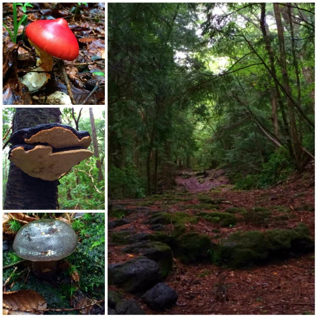 Forgotten climbing trail was full of mushrooms