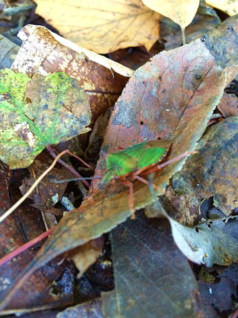  Autumn leaves and a mimicking bug in harmony 