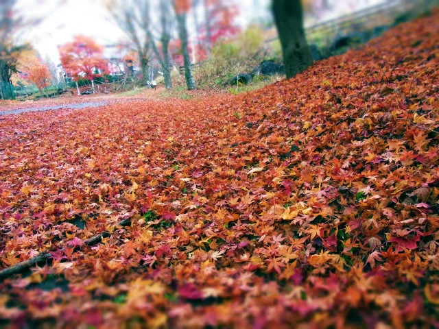  The ground in autumn colors gently covered by fallen leaves 