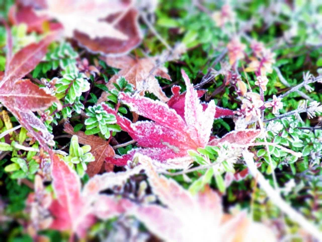 Autumn frost formed early in the morning 