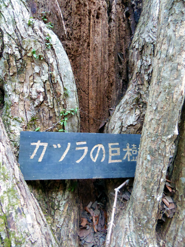  A giant Katsura tree been standing quietly for centuries 