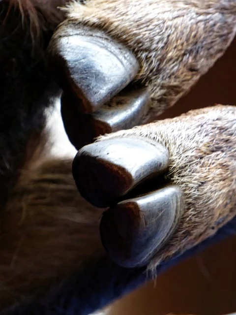  Cloven hooves of a wild deer captured in the hunting season 