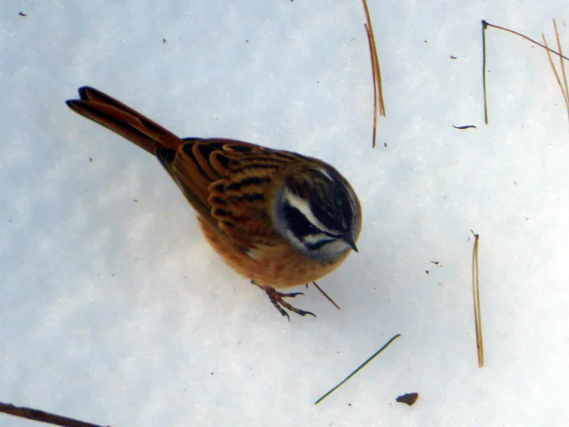  A Japanese bunting with winter plumage landed on the snow-covered ground for watering 