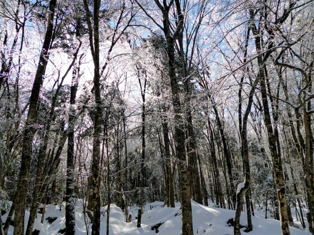  Winter forest covered with ice and snow shines with morning light 
