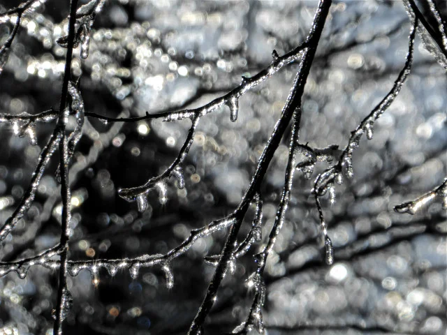  Ice-coated tree branches dazzling with falling ice dust 