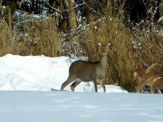  Doe on alert while white-spotted fawn munching 