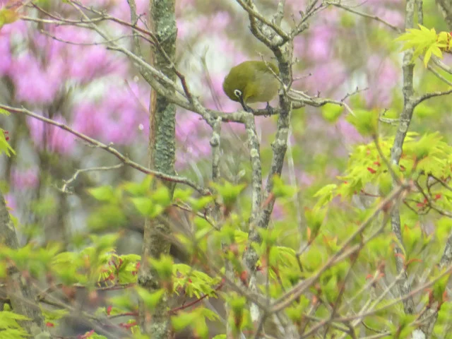  Fresh green of the spring in sync with the color of 'Mejiro', Japanese white-eye 