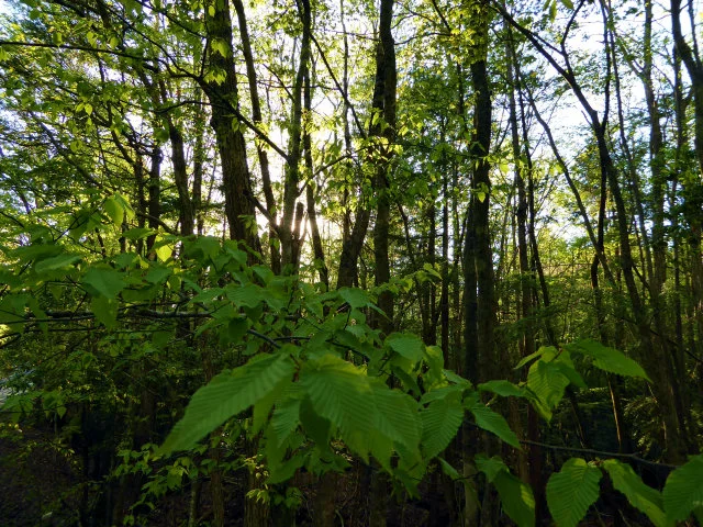  Lively forest full of growing fresh leaves 