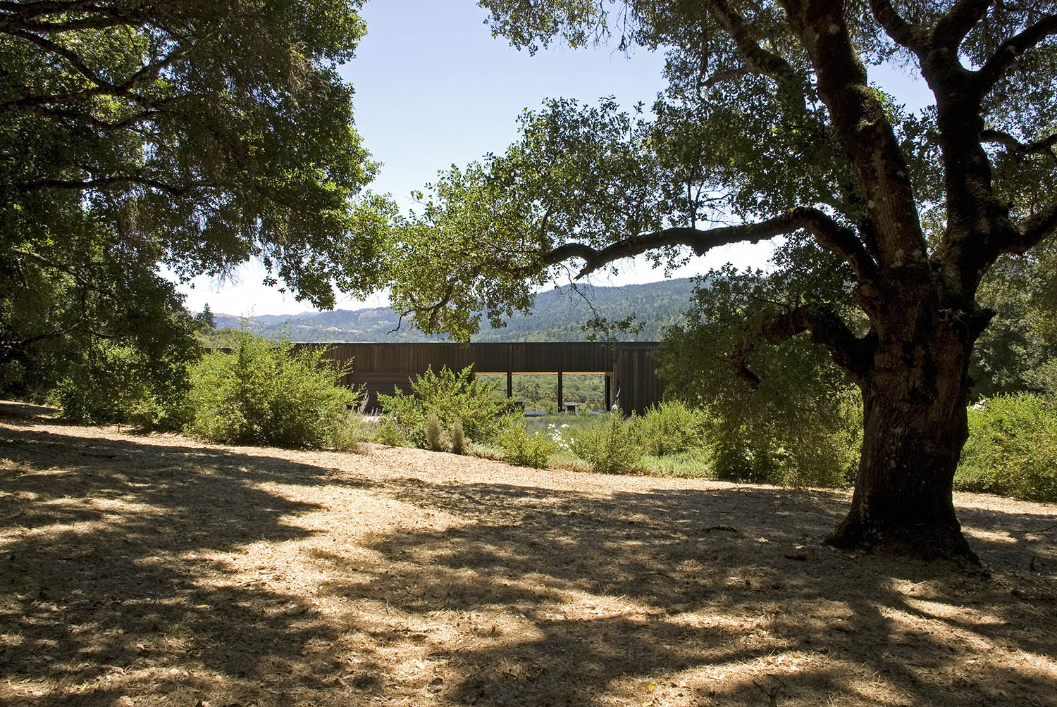 Oak tree view.jpg