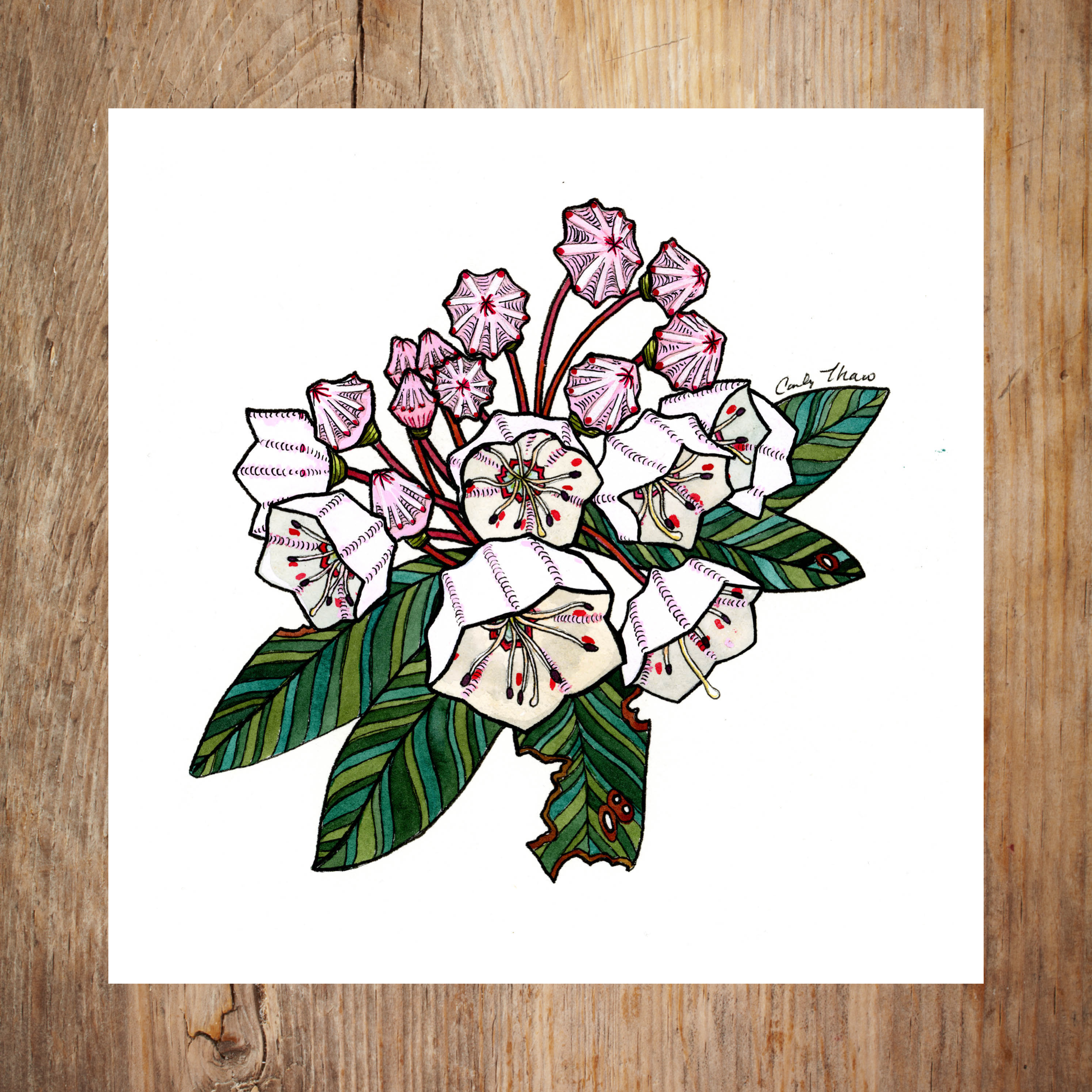 Mountain Laurel