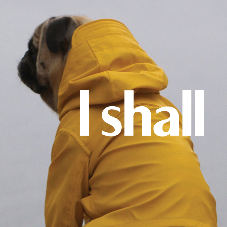 SHALL DOG SQ.jpg