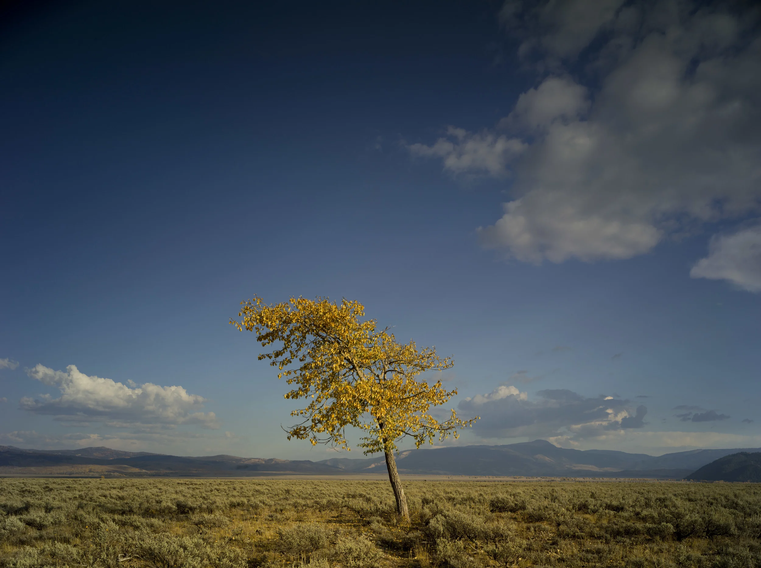 Cottonwood Tree