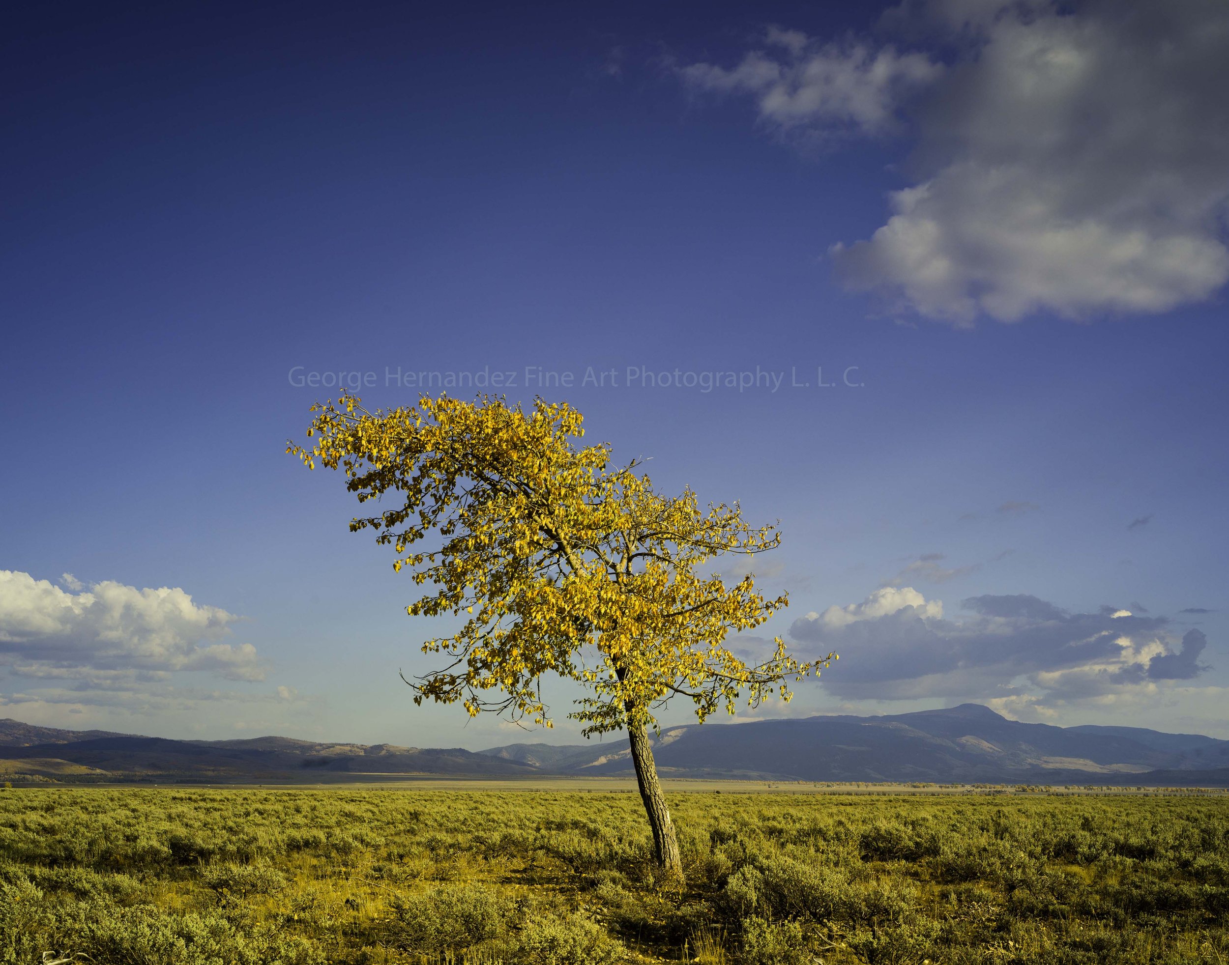 Cottonwood Tree