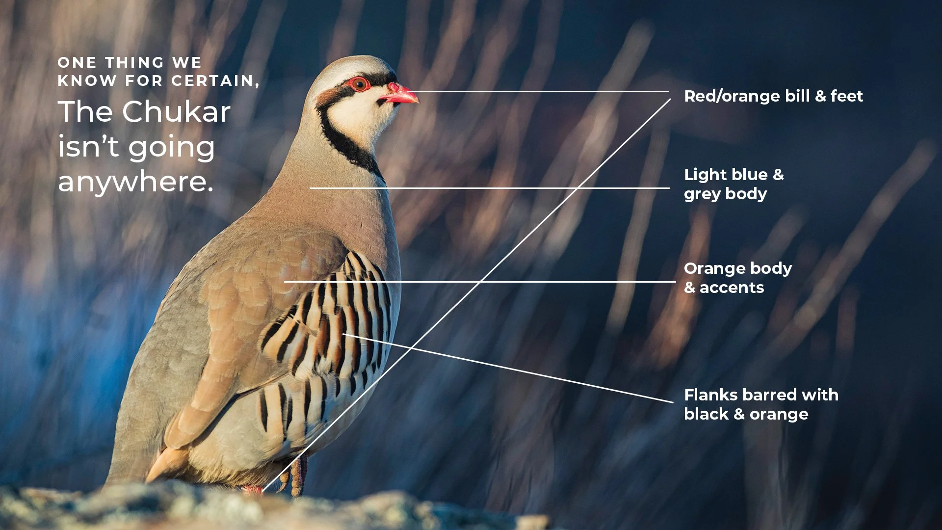 LiveChukar.jpg