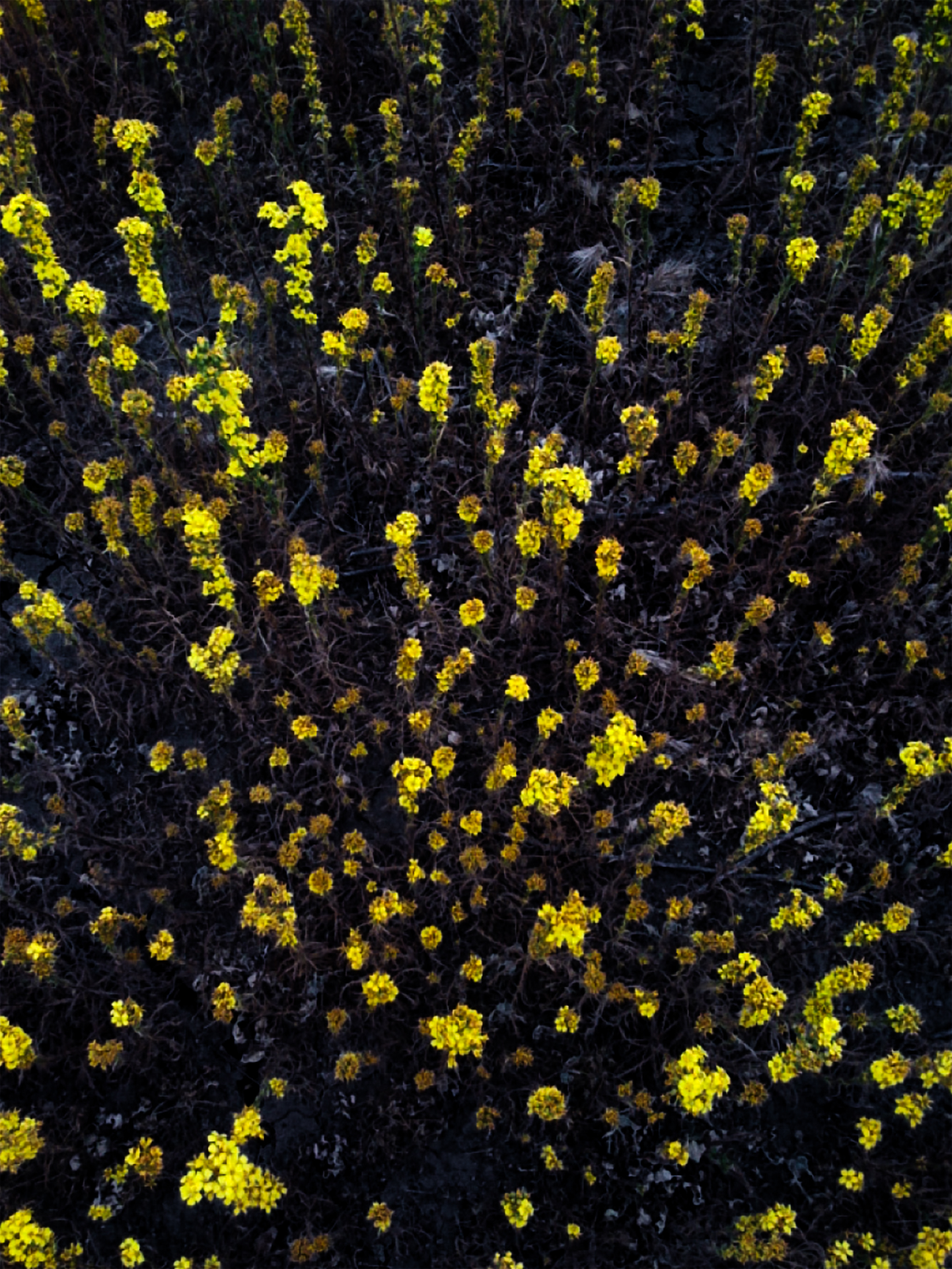 Wildflowers-1920.jpg