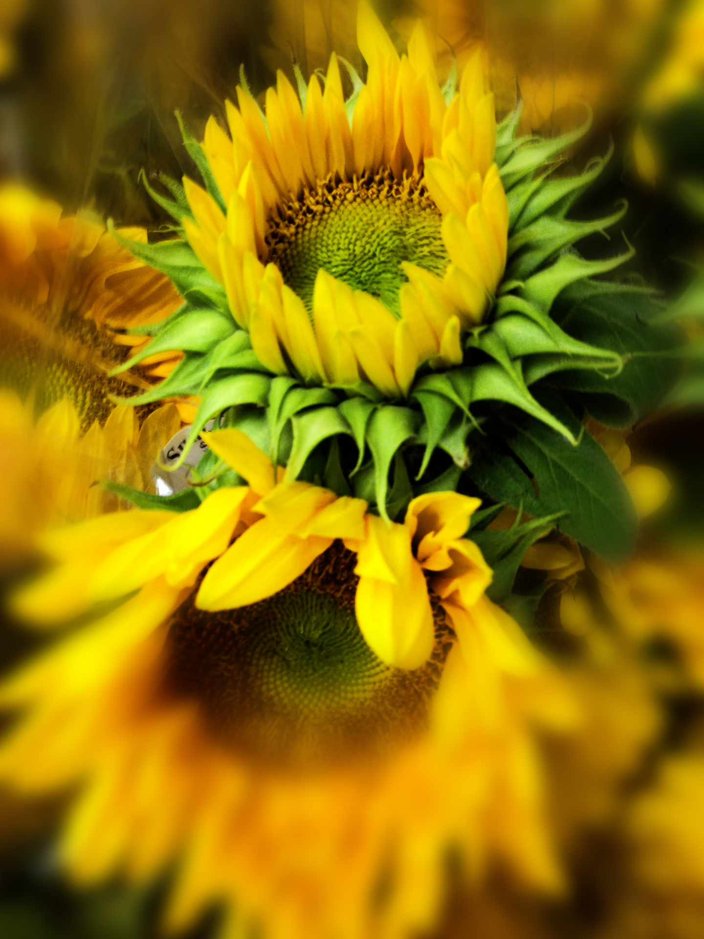 Sunflowers-1920.jpg