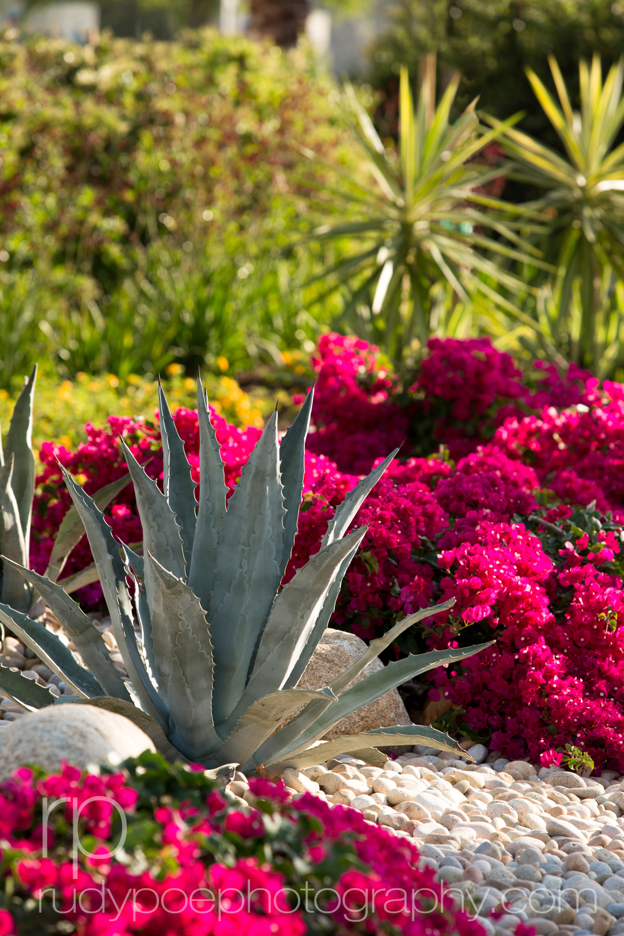 Drought Resistant Landscape