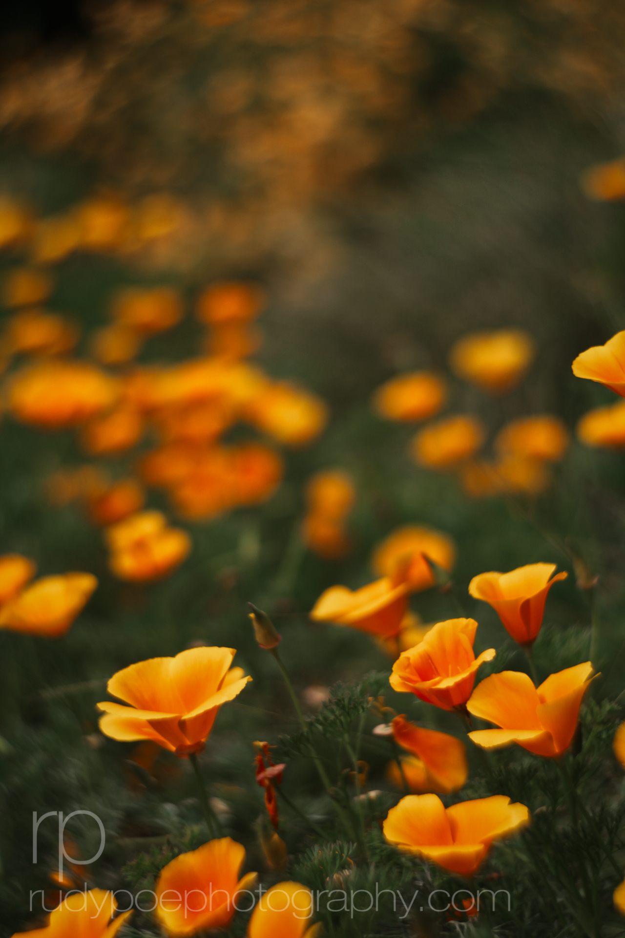 Poppies at Shipley