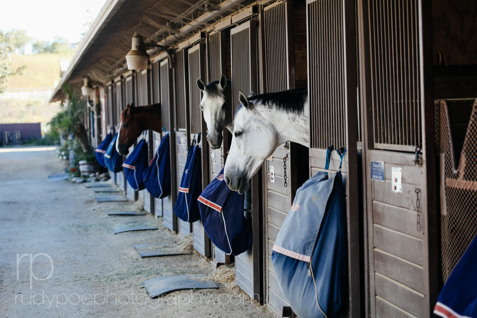 Horses at the Equestrian Center