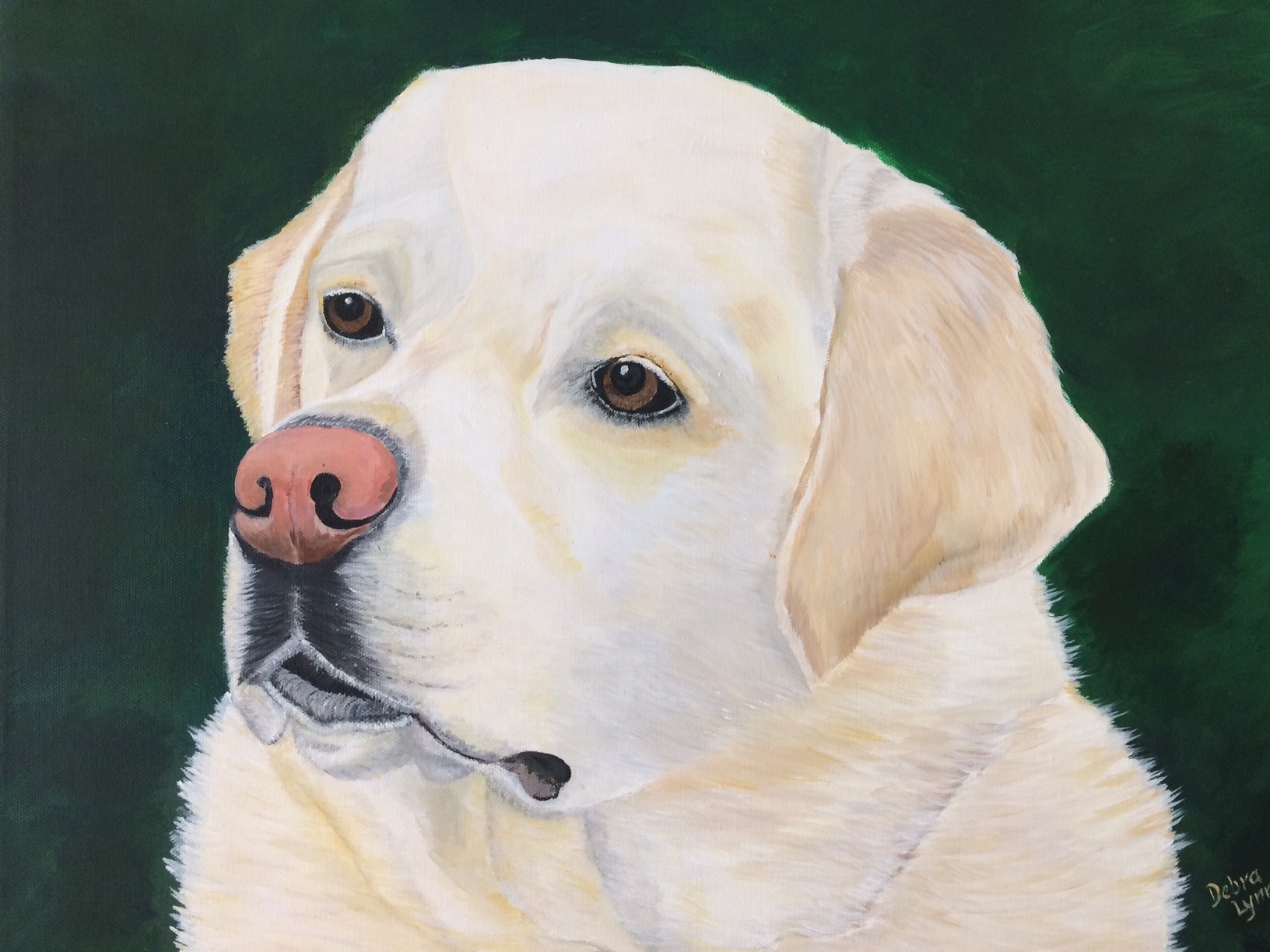 Cody - Yellow Lab