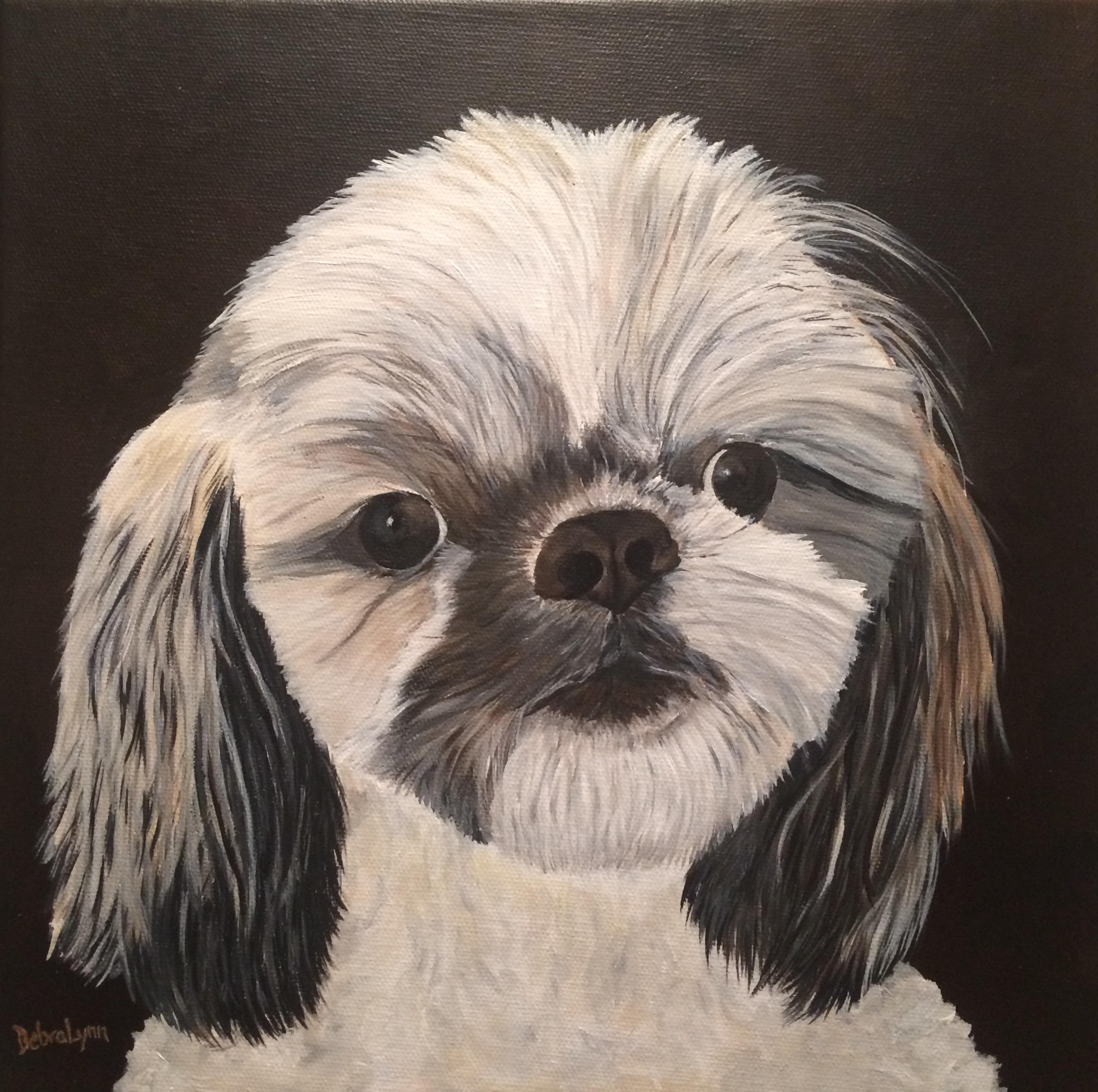 Bo - Shih Tzu