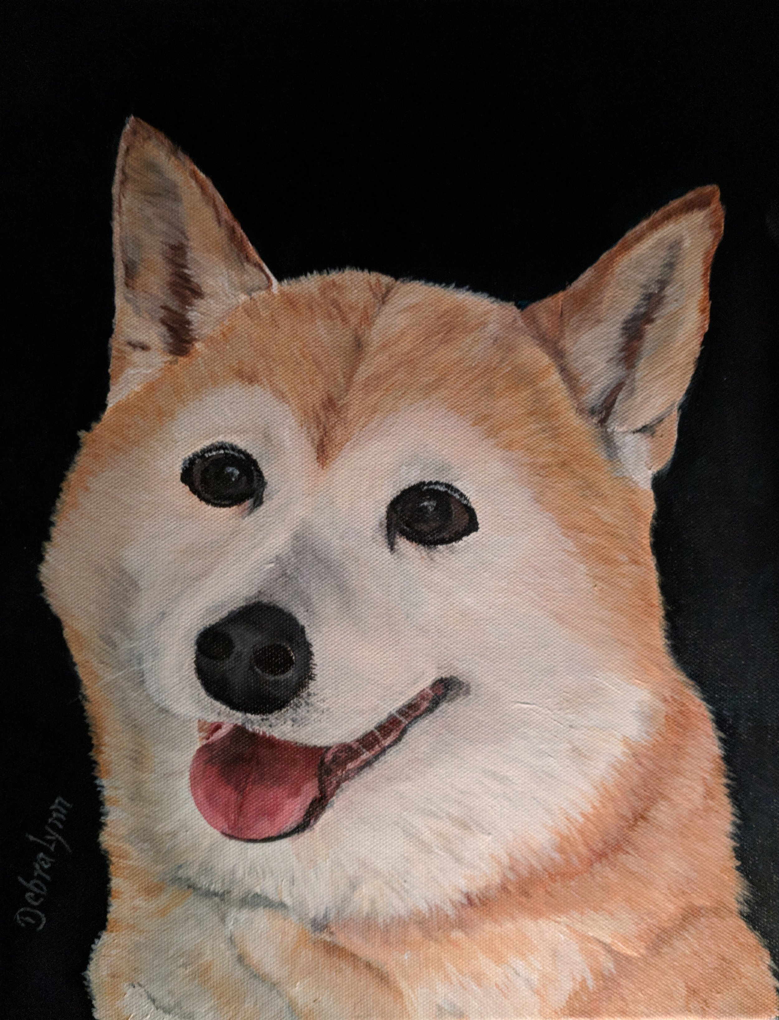 Patchy.. my beautiful Shiba Inu