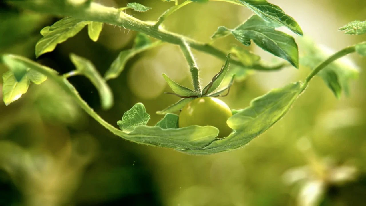 Nature Sweet Pampered